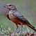 Rufous-tailed Lark